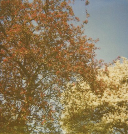 Spring Polaroid